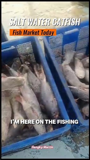 Fresh Saltwater Catfish Right from the Boat! Unique Facts You Didn't Know! 🐟 #Seafood