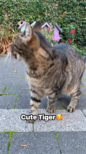 57K views · 1.9K reactions | Hello everybody,#tiger #catlover❤️ | Joy Animallovers | Facebook