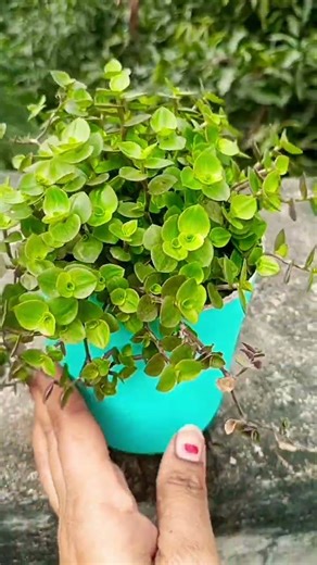 Tips for callisia repens care tips #plantcaretips #gardening #viralshort