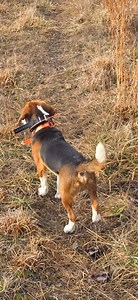 Hard Running Beagle Pack 💨🐾 #hunting #doglife #puppy | Donald Lawson Jr