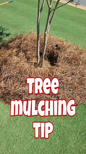 Tree mulching tip⤵️ Never apply mulch up to the base of the tree where it's touching the trunk or covering the root flare (part where it tapers out into the root system). Mulch up against the base of your tree can result in excessive moisture retention leading to fungal decay of the bark and root girdling Root girdling is when the tree sprouts new roots at the base as a compensation for being suffocated. These new roots then wrap around the root flare in search of air, water, and nutrients furth