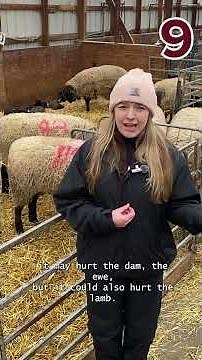 21 Reason WSU Students Need A Small Ruminant Dystocia Model