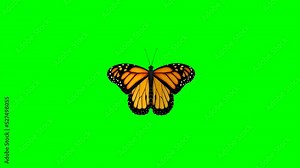 Fluttering monarch butterfly motion graphics with green screen background