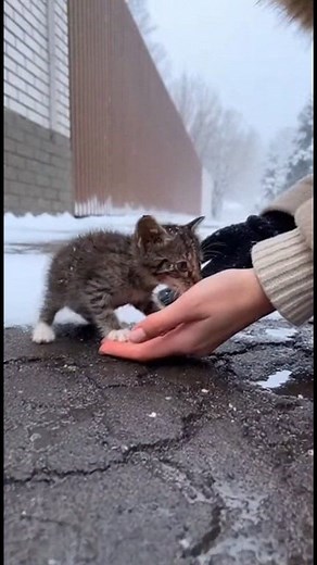 Stray Kitten Collapses During Rescue — Her Cry Will Break Your Heart”😭🥺 #cute #spla9 #shorts | Cat & Dog Moments
