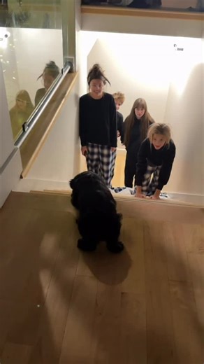 Scott D Henry on Instagram: "Puppy was so excited for her first Christmas with the kiddos! #gatsby #cockalier #merrychristmas #puppy"