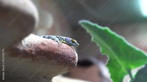 Green lizard on a stone in a terrarium breathing and slightly moving head
