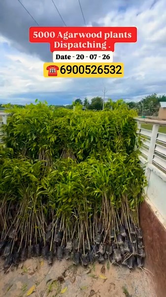 Start Your Agarwood Farming Journey Today! #shortvideo #agarwood #explore