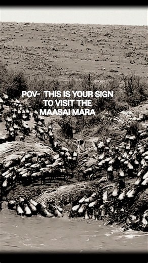 Witness the Great Migration in Maasai Mara | Nature's Greatest Wildlife Spectacle 🦓🐃