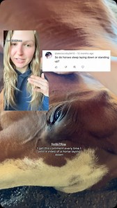 Do horses sleep lying down? YES! horses must be laying down to achieve REM sleep, which they need a minimum of 30 minutes of every 24 hours. Though more than 30 minutes is preferred, and common for most horses who feel safe in their environment. In a 24 hour period horses typically get 5-7 hours of sleep, with most of this being non-REM sleep achieved while standing. Horses can take naps standing due to the “stay apparatus.” The stay apparatus is a system of tendons and ligaments that stabilize 