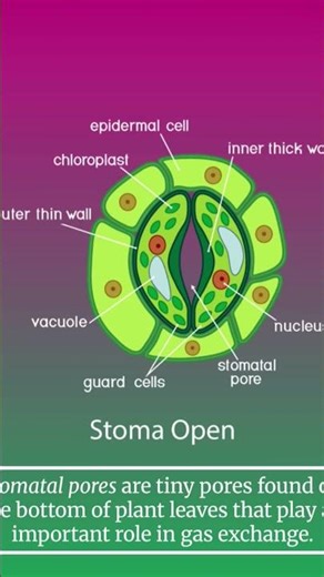 #stomata #openstomata #closedstomata #microscope #slide