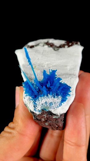 Mind boggling & rare specimen of astonishingly tall Pentagonite spike cluster on white Mordenite matrix from Pune, Maharashtra (India). Pentagonite tends to form as small, radiating clusters or short prismatic crystals. The conditions needed for it to grow into tall, well-defined spikes such as this specimen, are stable temperatures, uninterrupted growth time, and the right concentration of vanadium and other elements, which are uncommon. Pentagonite is already a rare mineral, found in only a fe