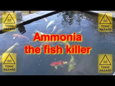 How to treat a koi pond Ammonia spike