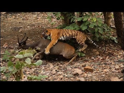 SNAPPED ! - Tiger attacks deer - Wild life domination 2018