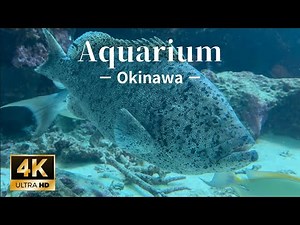 vol.10 【4K】 沖縄 美ら海水族館 −Okinawa Aquarium−