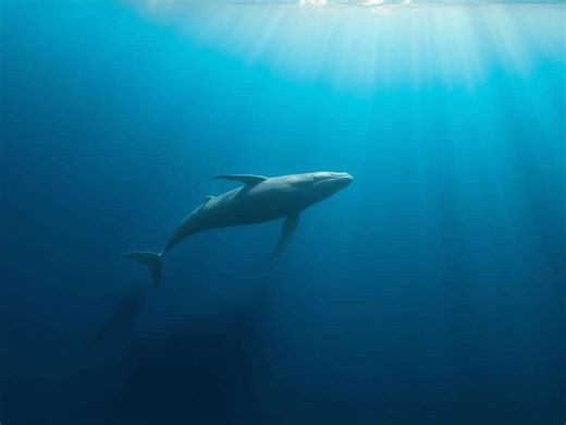 New research may show the 'loneliest whale' isn't truly alone: What scientists know about the 52 Hz mystery