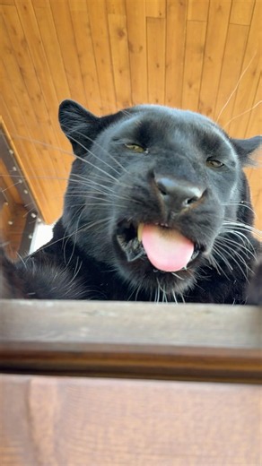 Panther couldn't decide if he was yawning or hissing 😂