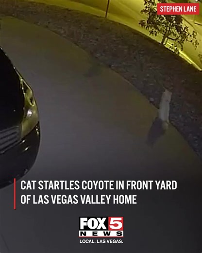 WATCH: A coyote got too close for this cat 😾🥊💢 A viewer sent this video to FOX5 from Boulder City showing a cat scaring a coyote away. It's a second sighting we're aware of between a cat and coyote recently. See our most recent report through the link in bio. | FOX5 Las Vegas