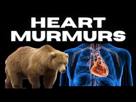 Heart Murmurs - Made Easy & FUN!