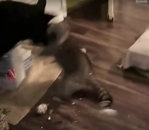 Woman Finds Raccoon in Christmas Tree, Raccoon Then Fights Her Dog