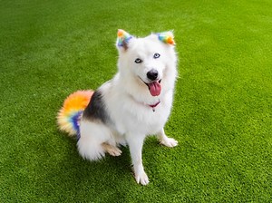 Adopt A Pet For Free Saturday At San Diego Humane Society