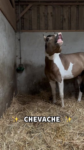 Découvrez la fascination de la ✨CHEVACHE✨ 🐮🐴
