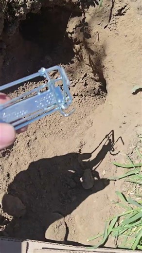 How to Place Victor Wire Gopher Traps!