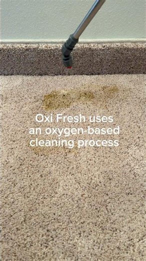 How to get stain out of carpet #oxifresh #carpetcleaning #stainremoval #vlm