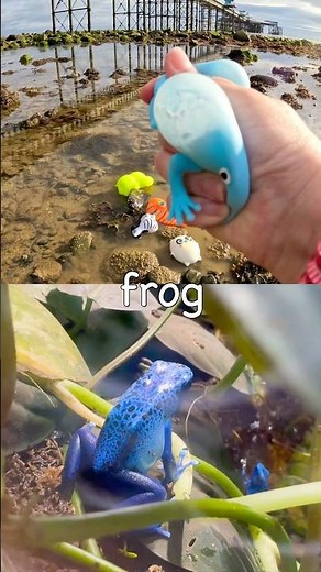 Learn at the Rock Pool | Animal Names for Kids: Panda Fish Koala Zebra Frog