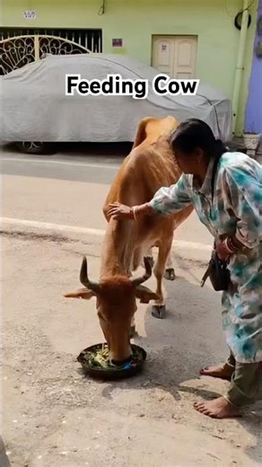 Feeding Cow | Daily Life #positivevibes #cow #ytshorts
