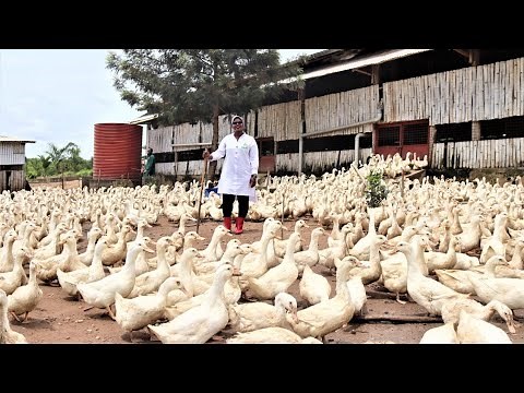 Millionaire Duck Farmer Keeping 50,000 Ducks on Free Range | Integrated Fish and Duck Farming
