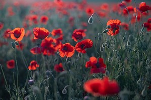 Poppy Flowers: Meaning, Symbolism, and Proper Occasions