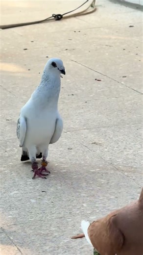 اجمل حمام بلاد الشام فيديو رقم.303 نغل مدبج