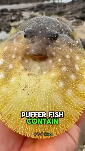 This is what happens when you grab a puffer fish!
