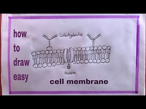 how to draw cell membrane easy/cell membrane structure