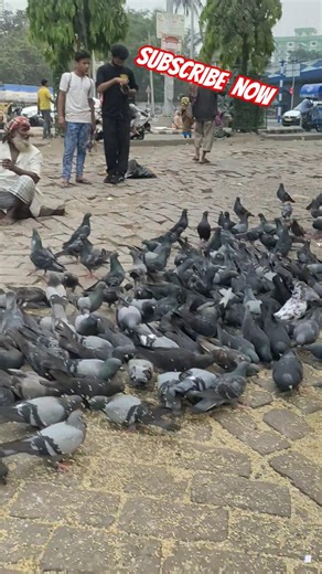 animal lover anas ❤️