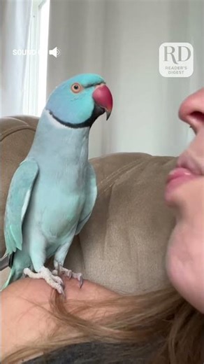 This parrot and her owner had quite the conversation! #parrots