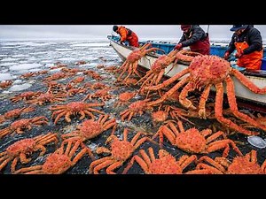 $1000,000 King Crab Haul! American Fishermen Battle the Deadliest Seas on Earth