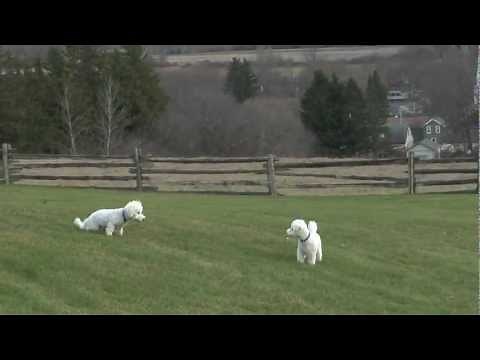 Bichon Frise Running & Playing Carelessly (Having Fun) on a Lawn, Puppy (6 months) & Dog