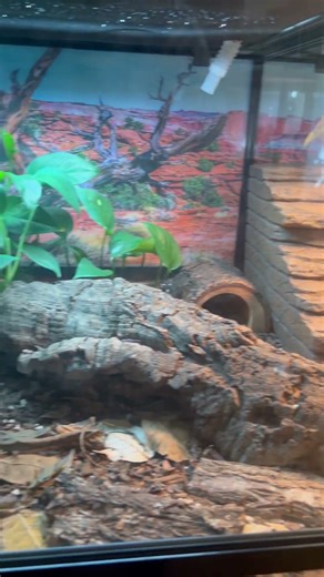 Room tour pt. 3🙌🏼 #reptileroom #reptiles #aquarium #enclosure #animals