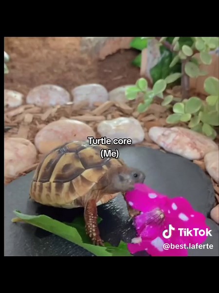 Turtle Core: Exploring the Fascinating World of Turtles