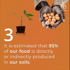 The ground beneath our feet is more than just dirt. Soils are the foundation of our agrifood systems. 3 facts about soils that you might not know 👇 #WorldSoilDay #FoodSystems | Food and Agriculture Organization of the United Nations (FAO)