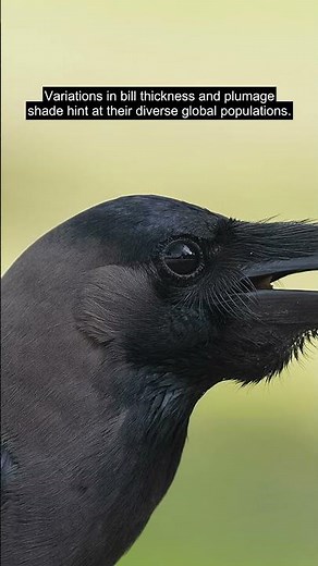 Meet the House Crow The Urban Ghost of Cities Worldwide