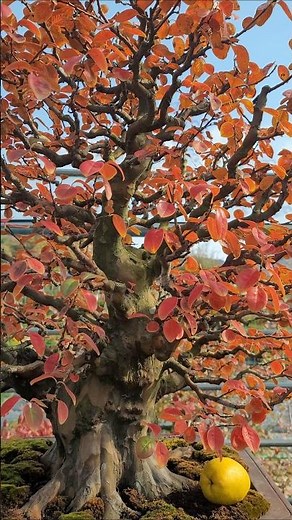 모과 분재 단풍 감상 #분재 #bonsai #盆栽 #盆景 #盆景制作 #정원수 #특수목 #분재개작 #010_5298_0201