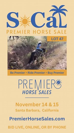 Moana 2019 Bay Gypsy Vanner Mare Offered by SKC Livestock ✅Learn More About Her at PremierHorseSales.com! | Premier Horse Sales | Facebook