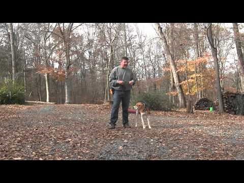 Molly | Treeing Walker Coonhound Puppy Training - Winston Salem NC