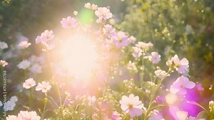 Colorful spring flowers in the sun. Various colored. Summer alpine meadow with colorful wildflowers. Camera moves among grass and colorful flowers, backlight, sunset. Summer alpine green flora backgro