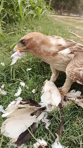 50K views · 546 reactions | Booted Eagle #foryoupagereels | Eaghle Supar Hunter | Facebook