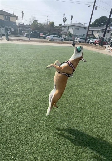 Flippin' Dawg: Mastering Dog Tricks and Backflips