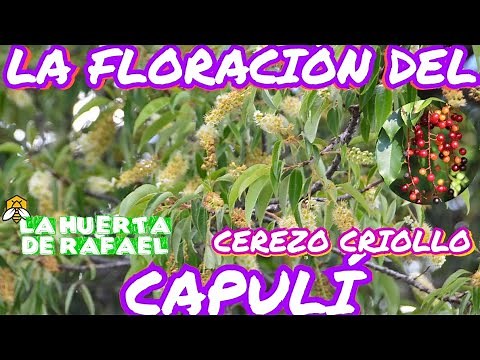 La floración del capulí, guindo ácido o cerezo criollo|•|El cultivo del capulí|•|10MaTemporada