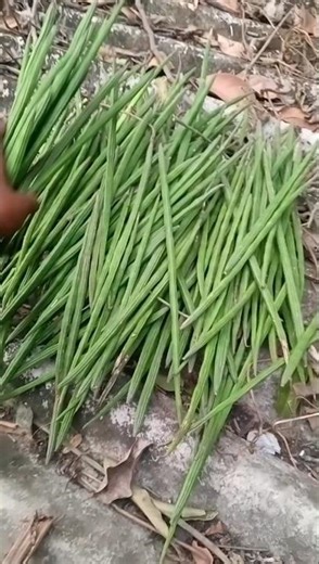 harvesting sojne / drum stick from moringa / sojne tree #farming